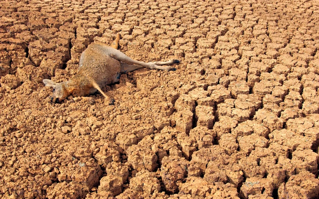 Machina: The dry land