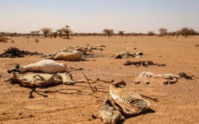 Somalia: Another Innocent Victim