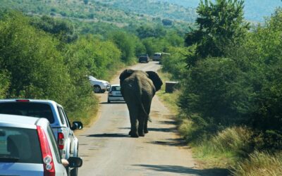 Vanishing Tracks: How Human Footprints Erase Wildlife Habitats