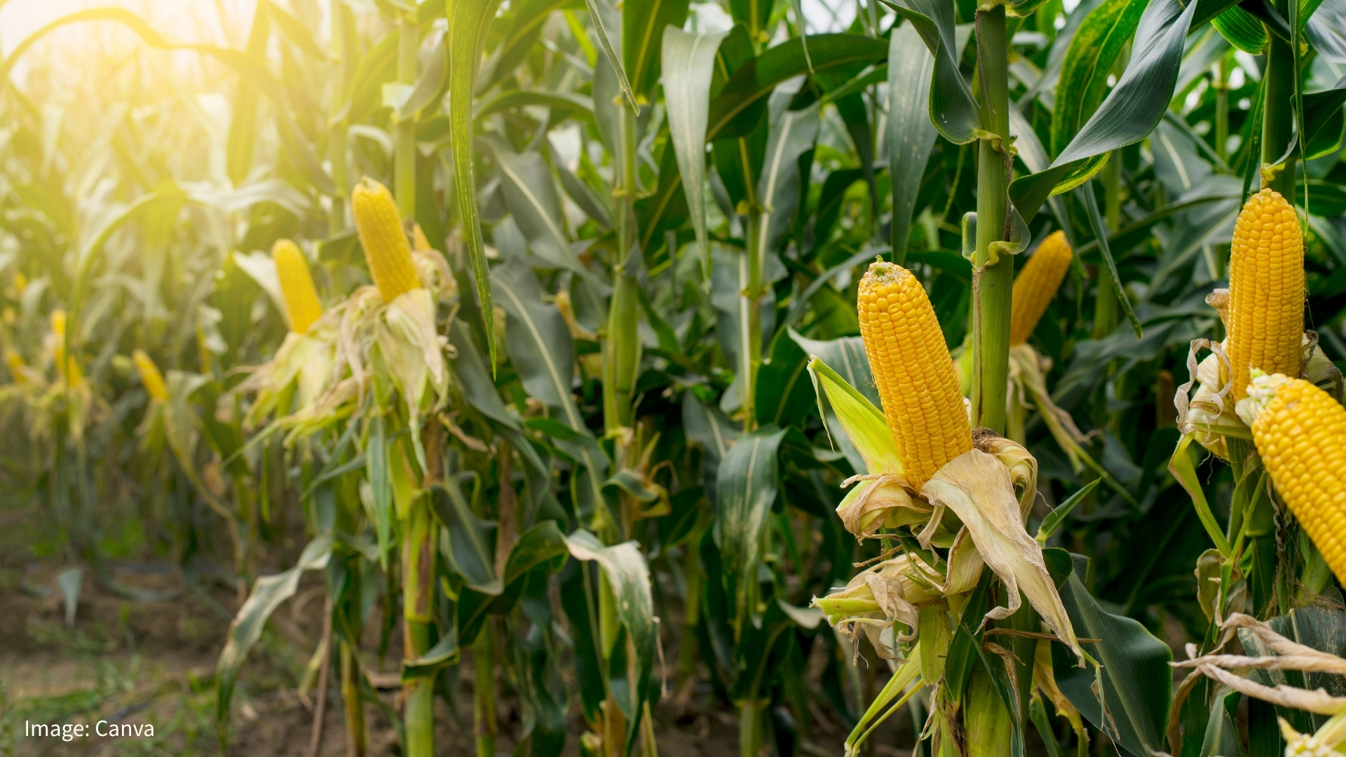 Maiz_Ancestral_Portal_Latin_America A close-up of ripe yellow maize cobs growing on tall green stalks in a sunlit field. Warm morning light filters through the leaves, highlighting healthy corn plants stretching into the background.